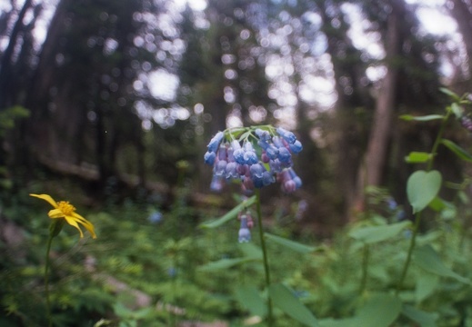 Baker Gulch Trail